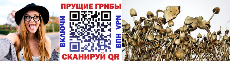 Галлюциногенные грибы Psilocybe  купить наркотик  Малая Вишера 